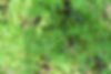Treeplanting 3_edited.jpg