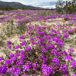 Purple wildflower super bloom