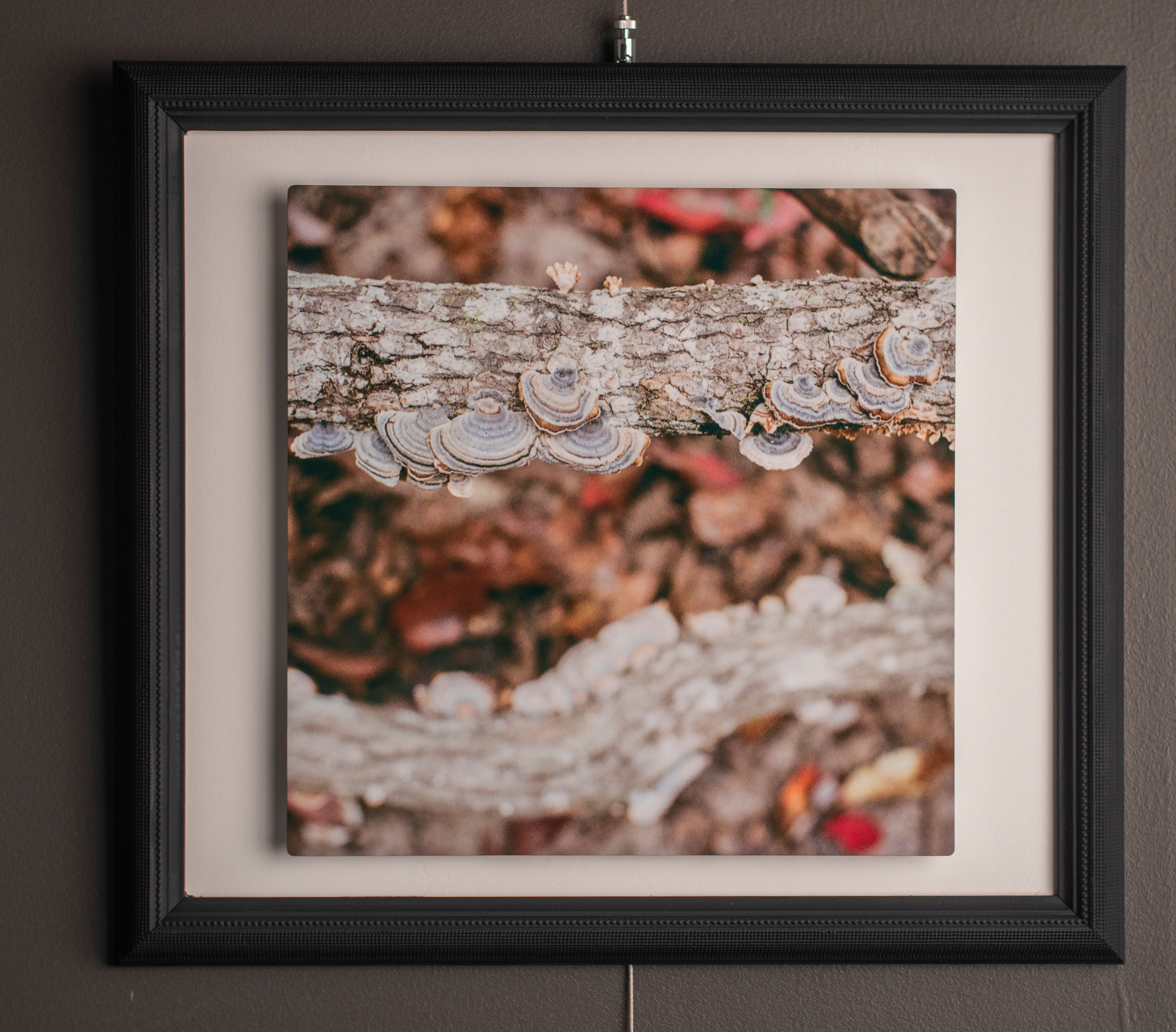 Turkey Tail
