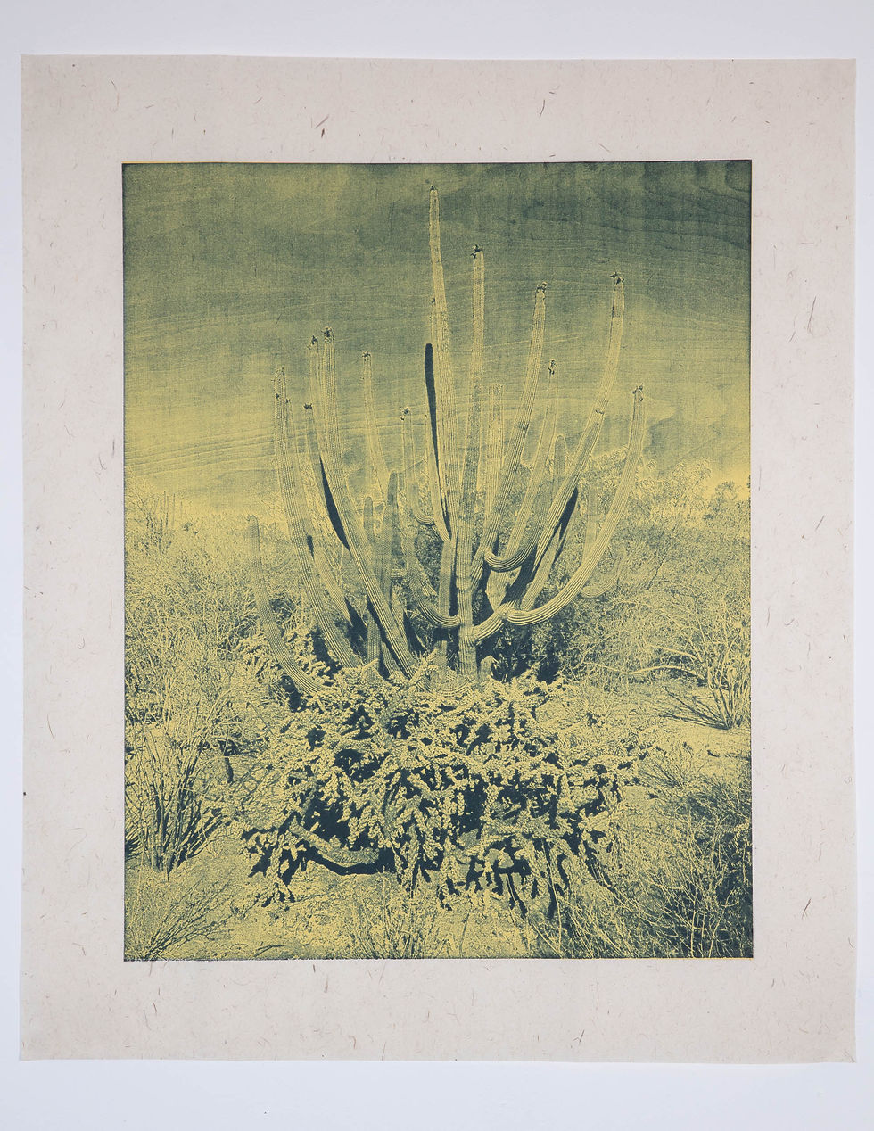 Thumbnail: Cactus #29 Pitaya and Cholla Las Bocas