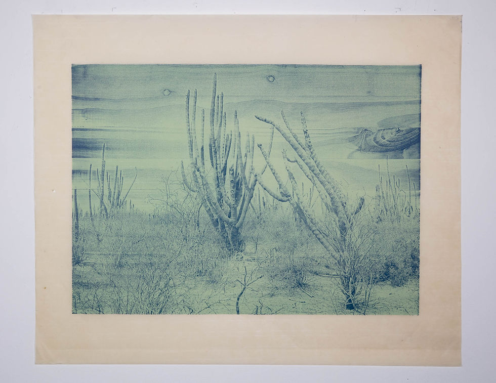 Thumbnail: Cactus #26 Pitaya Landscape Las Bocas
