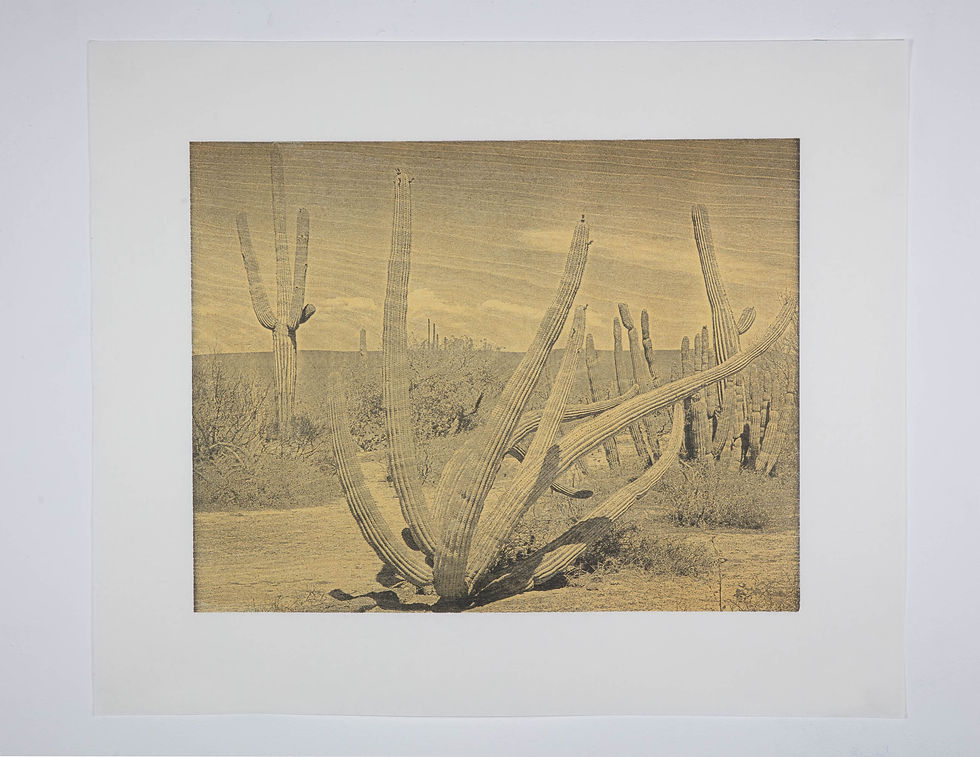Thumbnail: Cactus #11 Pitaya Navajoa