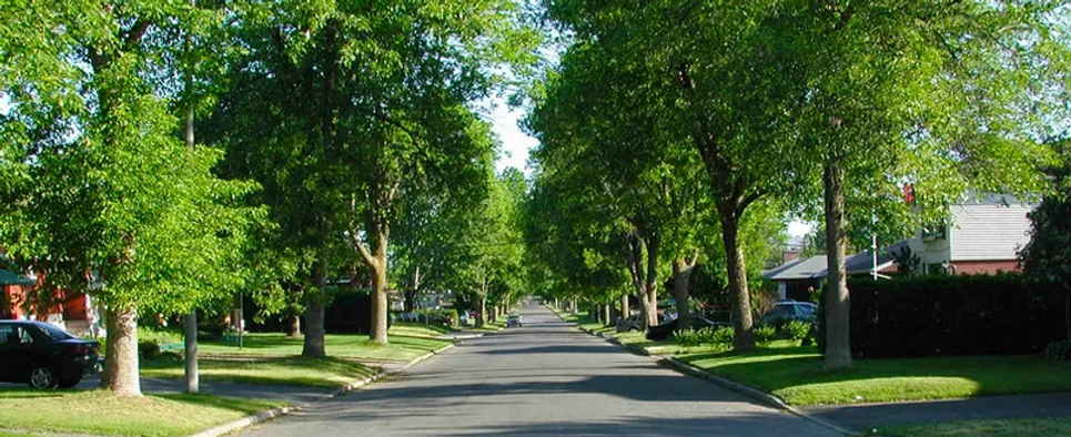 Street with lots of trees and grass, location of Adult Family Homes.