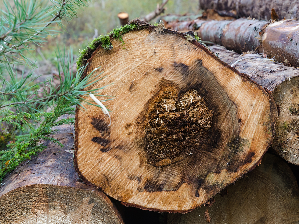 Tree showing signs of root rot