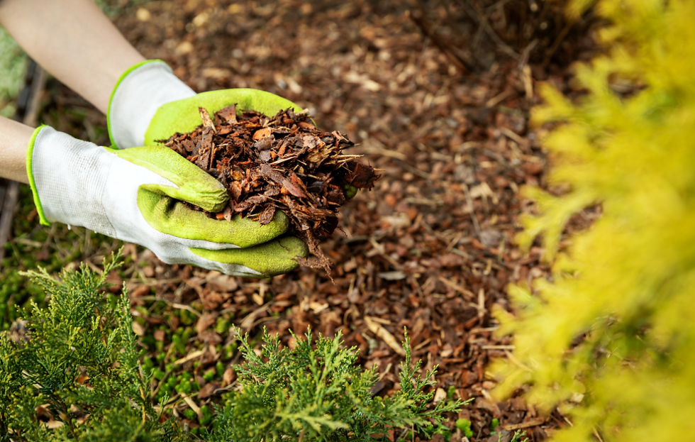 Close-up view of fresh mulch around the base of a young maple tree