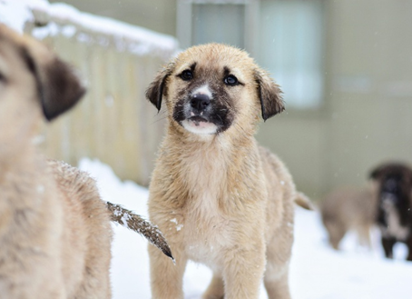 A puppy in the snow
