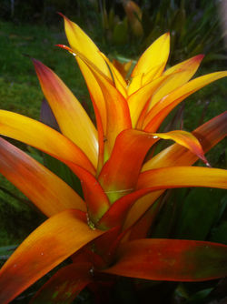 Bromeliad