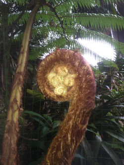 Tree Fern