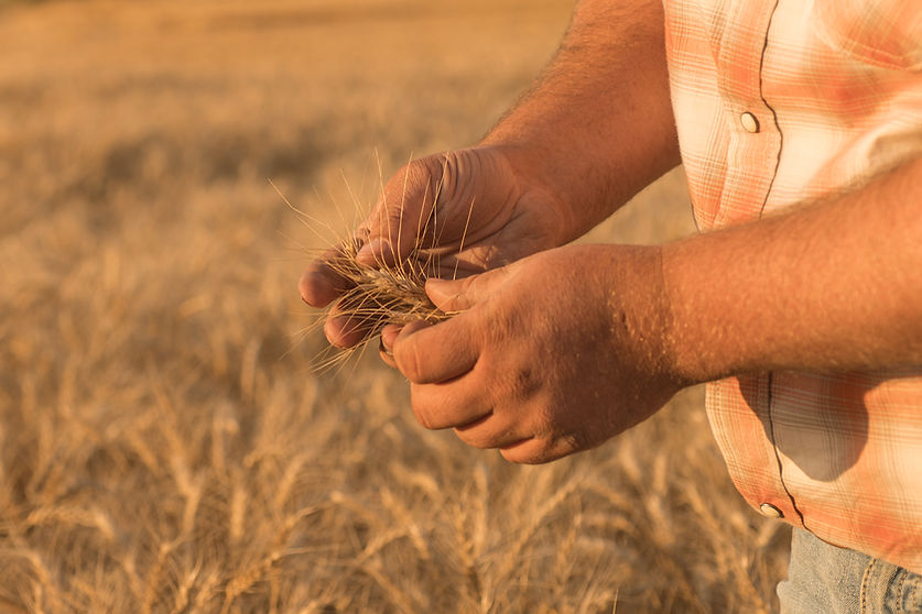 Glendon in the field inspecting wheat