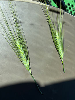 Durum July 7.jpg