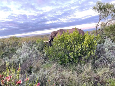 Gondwana is a luxury safari lodge for families on the Garden Route