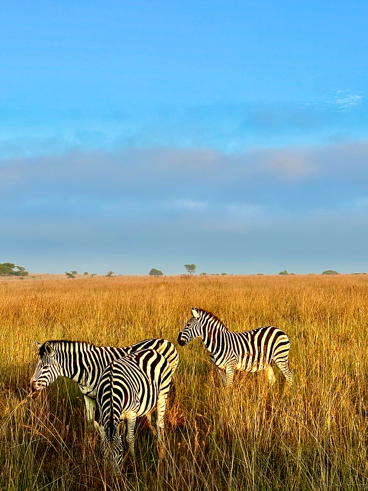 Zebras feeding on a luxury family travel safari