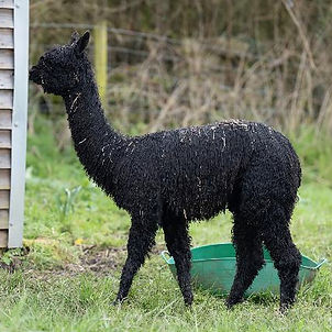 Winsaula Obsydian - Young Suri Alpaca Male available for sale