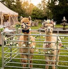 Two alpacas at a Somerset wedding venue greeting guests in a decorated wedding pen