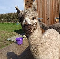 Allerton Alpaca in front of the barn during a learning session with local school children