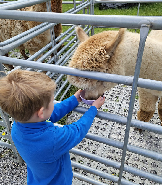 Classroom meets countryside Young KS1 School Child greets an Alpaca