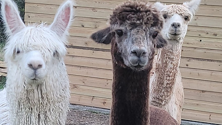 3 different types of Allerton Alpaca welcome the group, inviting the children to learn mor