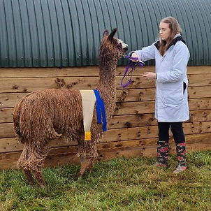 Rose Grey Female alpaca for sale from Winsaula -  Desdemona Classic Grey