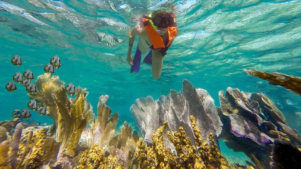Thumbnail: Snorkeling Adventure in Puerto Morelos + Lunch + Shopping Tour with Transportati