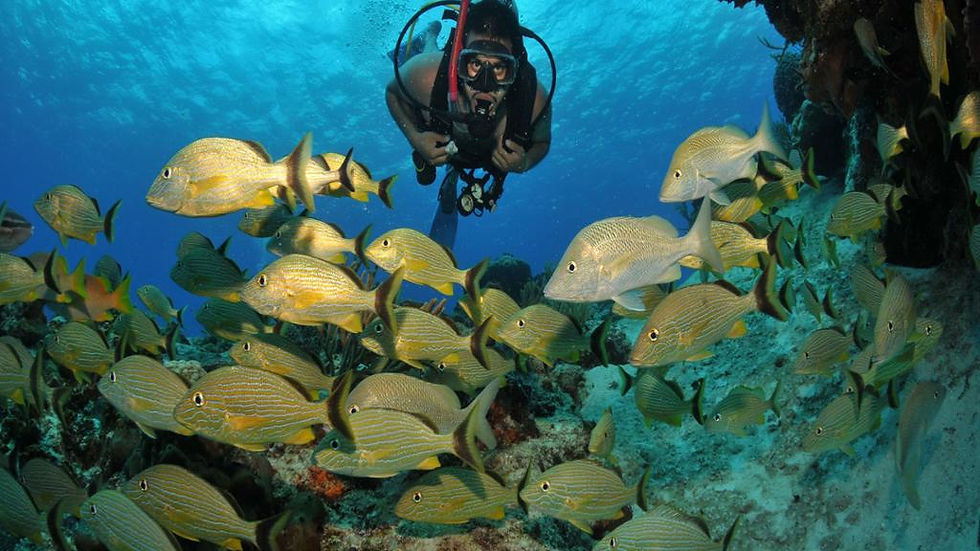 Thumbnail: Scuba Diving in the Crystal Clear Waters of Búzios