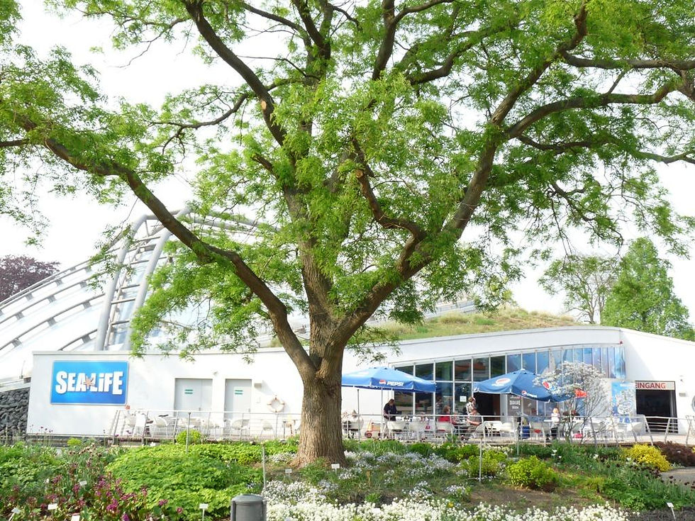 Thumbnail: Sea Life Hannover - Ticket