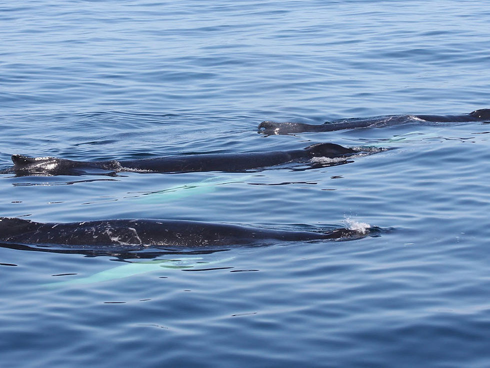 Thumbnail: New England Aquarium Whale Watching Cruise