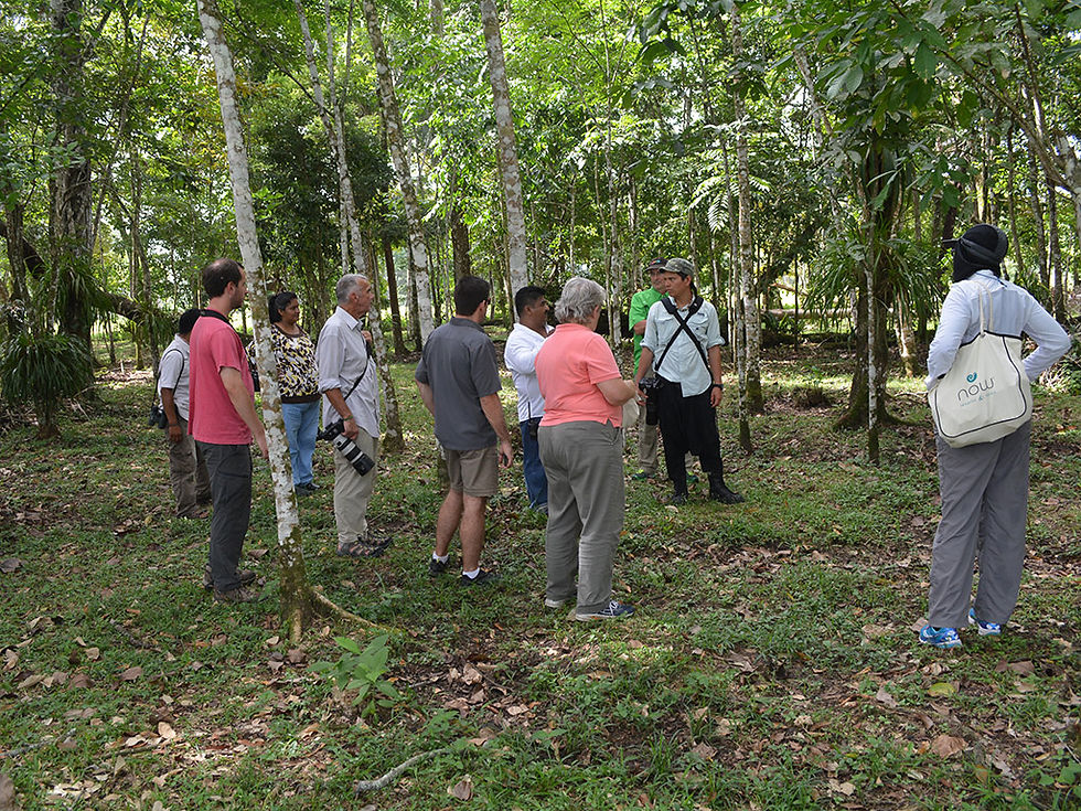 Thumbnail: Macaws and Montes Azules Reserve from Palenque