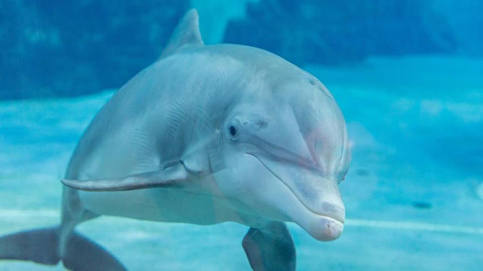 Thumbnail: Clearwater Marine Aquarium - Ticket