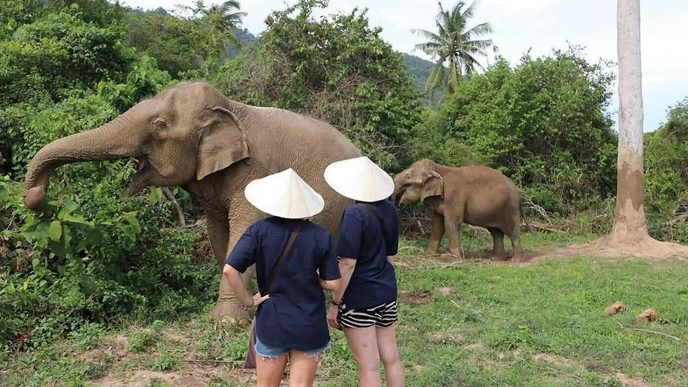 Thumbnail: Koh Samui Elephant Sanctuary, Hin Ta Hin Yai and Silver Beach - Private Tour