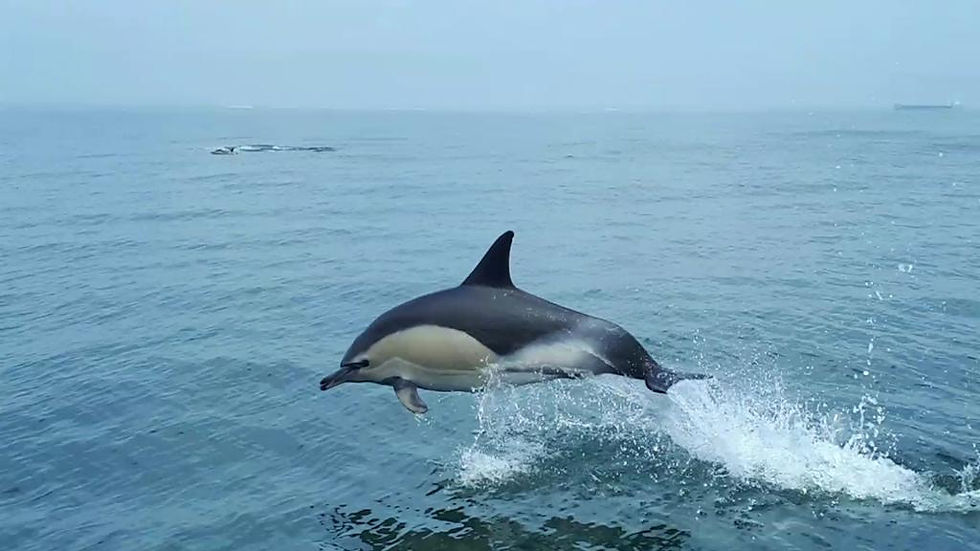 Thumbnail: Dolphin Watching - Lisbon Boat Tour