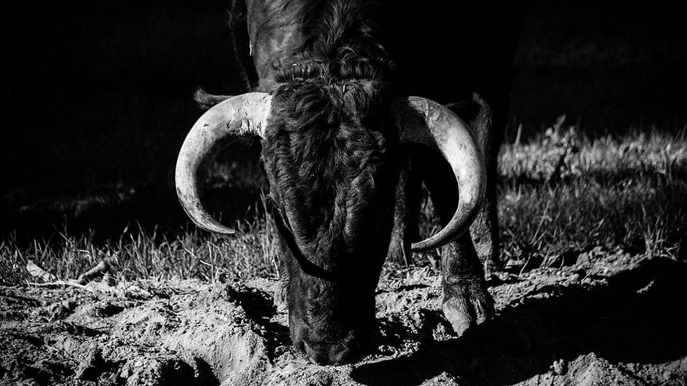 Thumbnail: Brave Bulls Tour