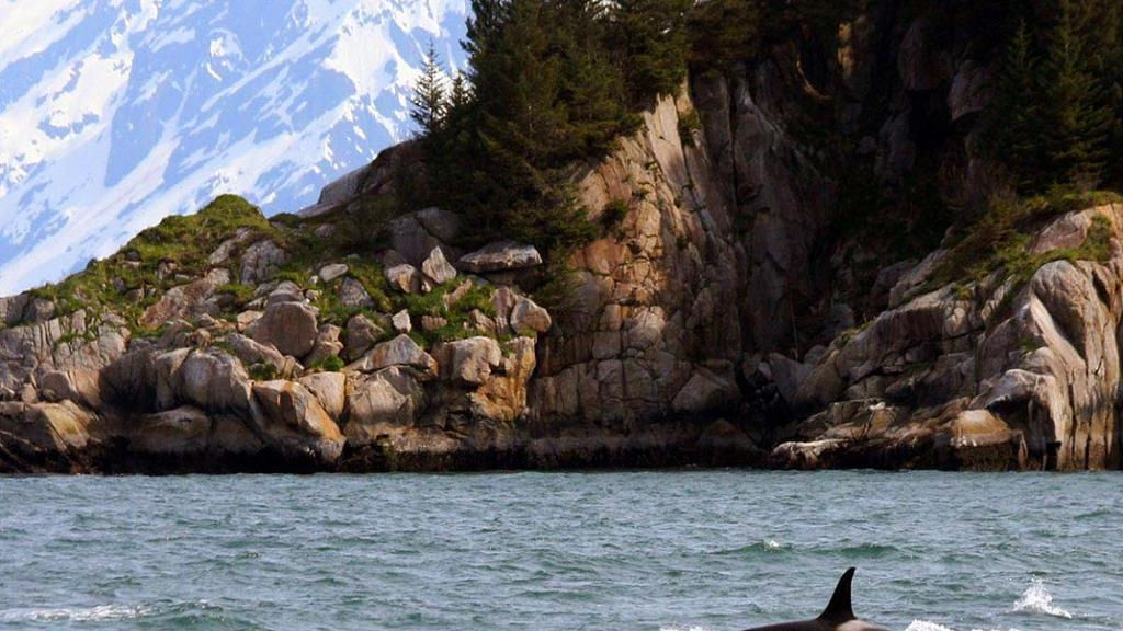 Explore Resurrection Bay - Half-Day Tour