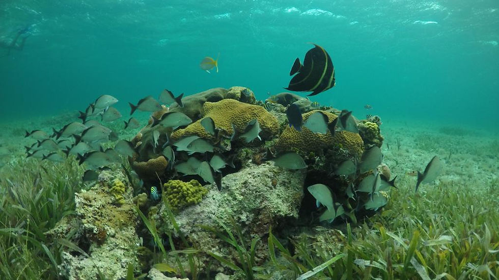 Thumbnail: Snorkel in Cozumel: Palancar, Colombia and El Cielo Reefs with Lunch