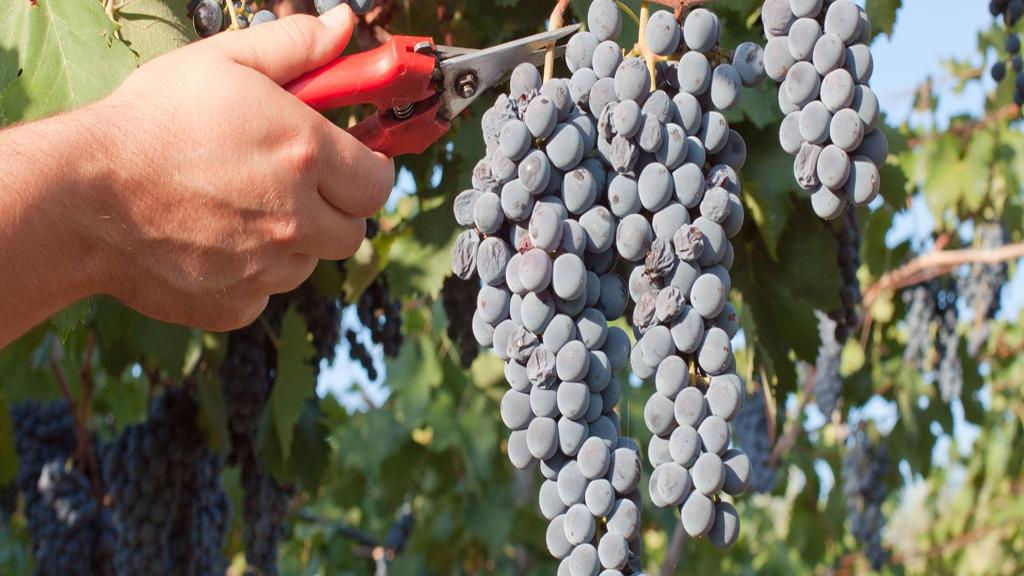 Polignano a Mare - Private Wine and Author's Slices