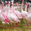 Thumbnail: Oasis Wildlife Fuerteventura - Admission