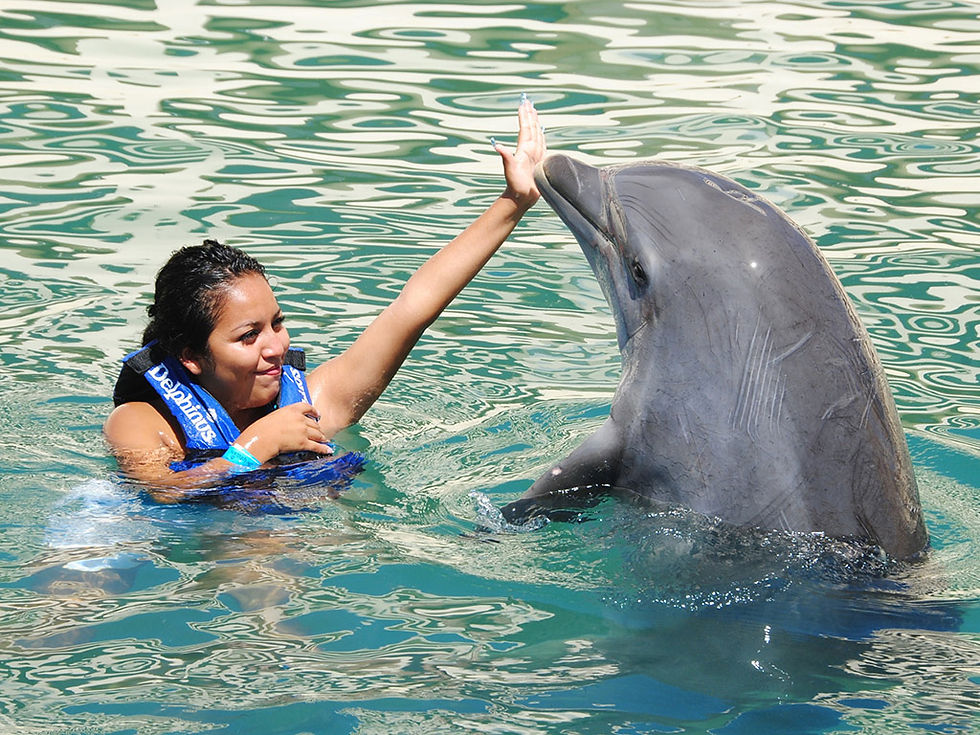 Thumbnail: Delphins in Xel-Ha