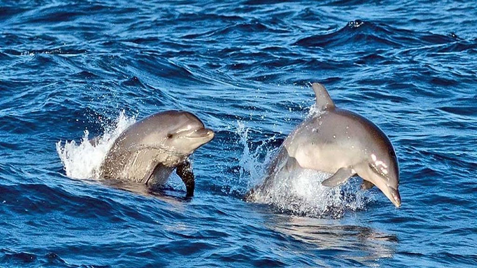 Thumbnail: Experience a Sunrise with Dolphins - Early Morning Boat Tour - From Port d’Alcud