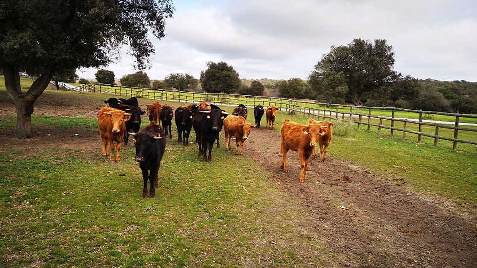 Thumbnail: Brave Bulls from Madrid