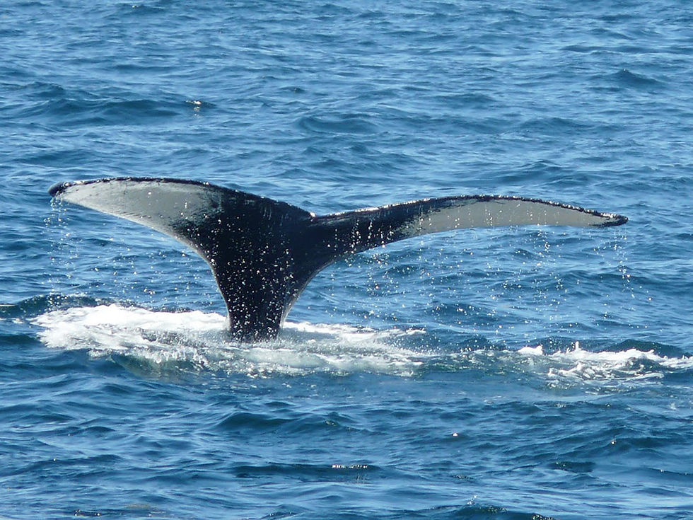 Thumbnail: New England Aquarium Whale Watching Cruise