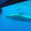 Thumbnail: Royal Delfin Catamaran with Glass Bottom Underwater Vision