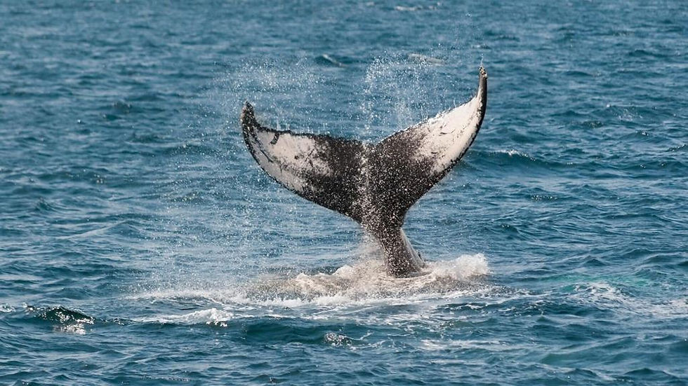 Thumbnail: Whale Watching Tour from Manhattan