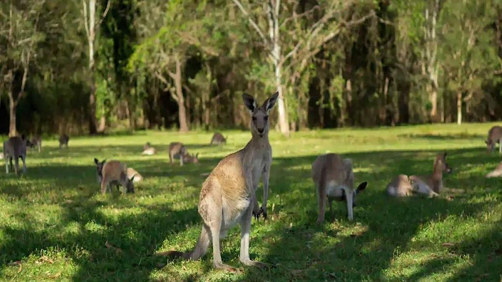 Thumbnail: Guided Tour - Kangaroos and Mountain Views