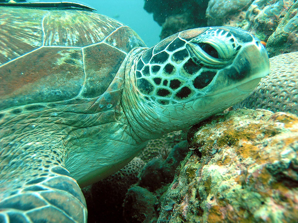 Thumbnail: Visit to the Crocodiles with Turtle Release