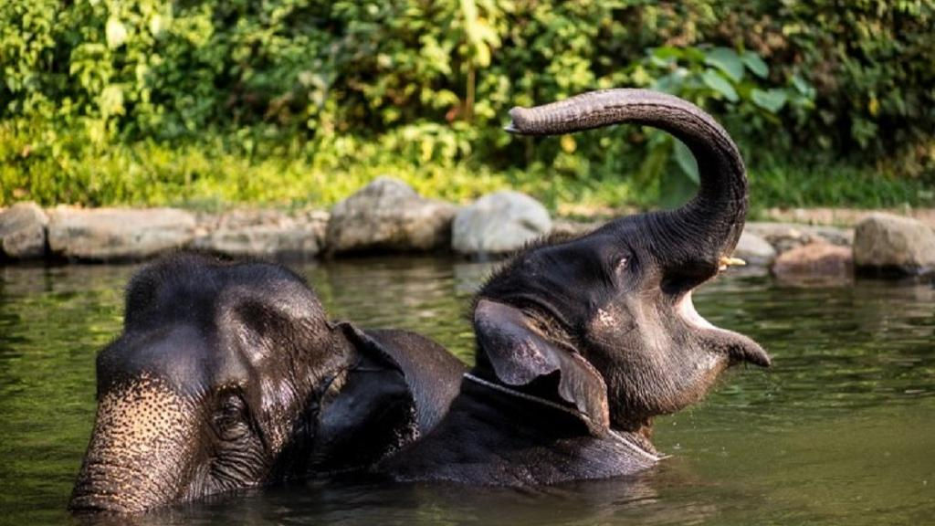 Khao Lak Safari from Phuket