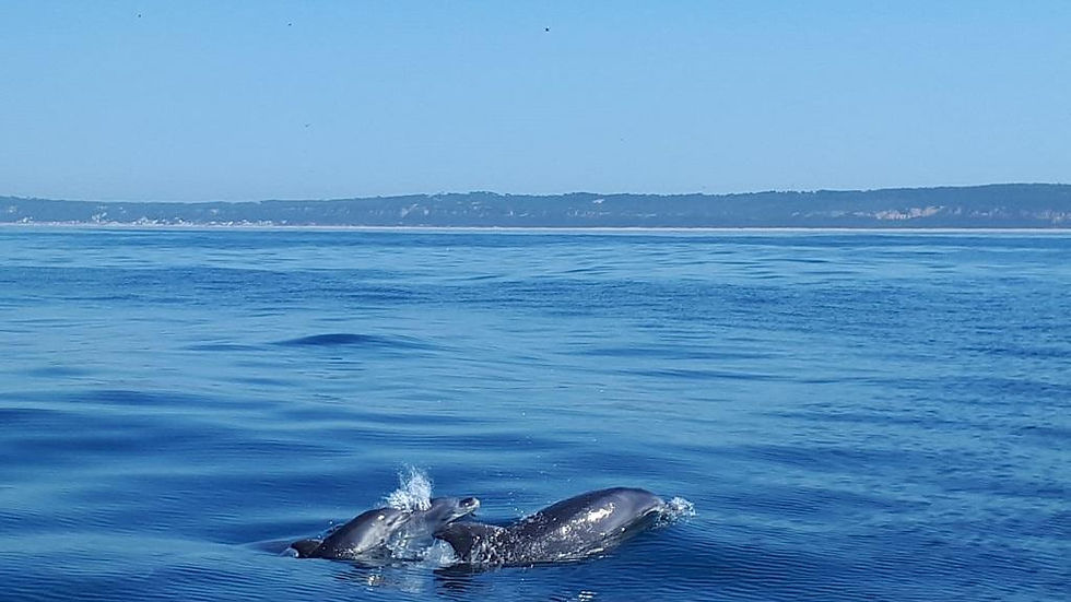 Thumbnail: Dolphin Watching Private Tour