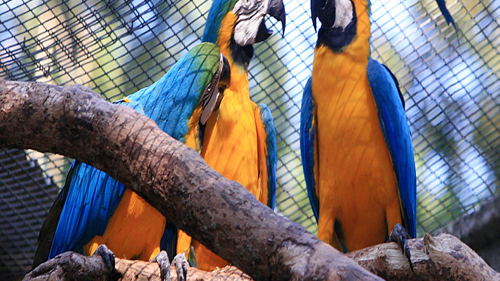 Thumbnail: Iguazu National Park with Duty Free Stop and Round Trip Airport Transfer
