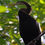 Thumbnail:  Bali Bird Park - Ticket
