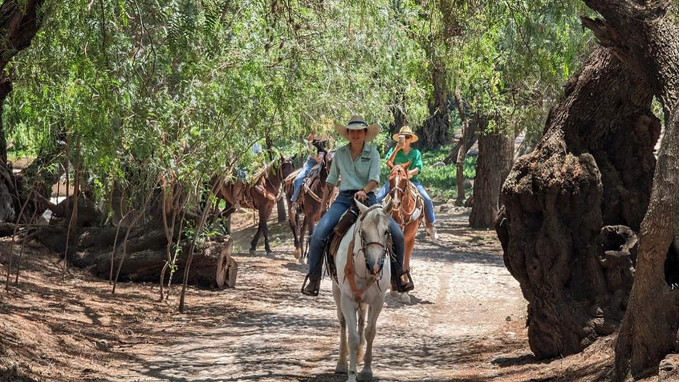 Enjoy a Unique Horseback Riding Through the Vineyard with Wine Tasting