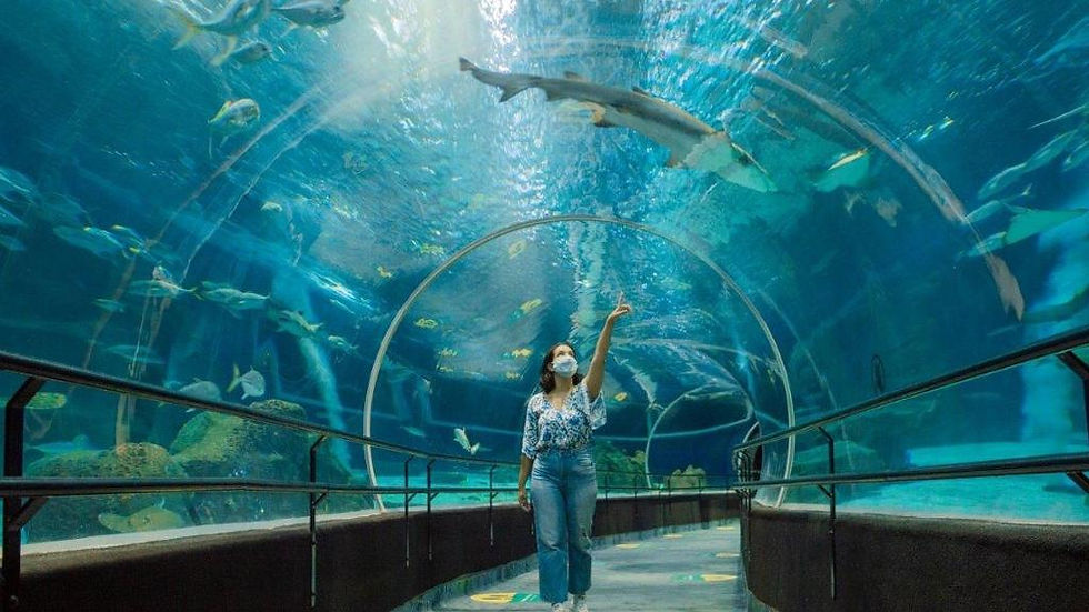 Thumbnail: AquaRio Tickets - With Transfer