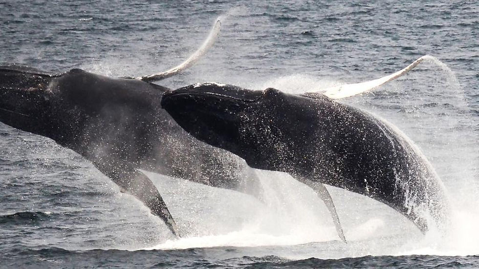 Thumbnail: New England Aquarium Whale Watching Cruise